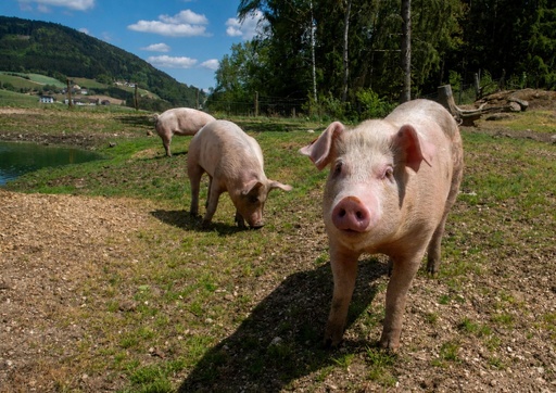[20338] BBQ Paket vom Bio-Weideschwein Duroc x Landrasse